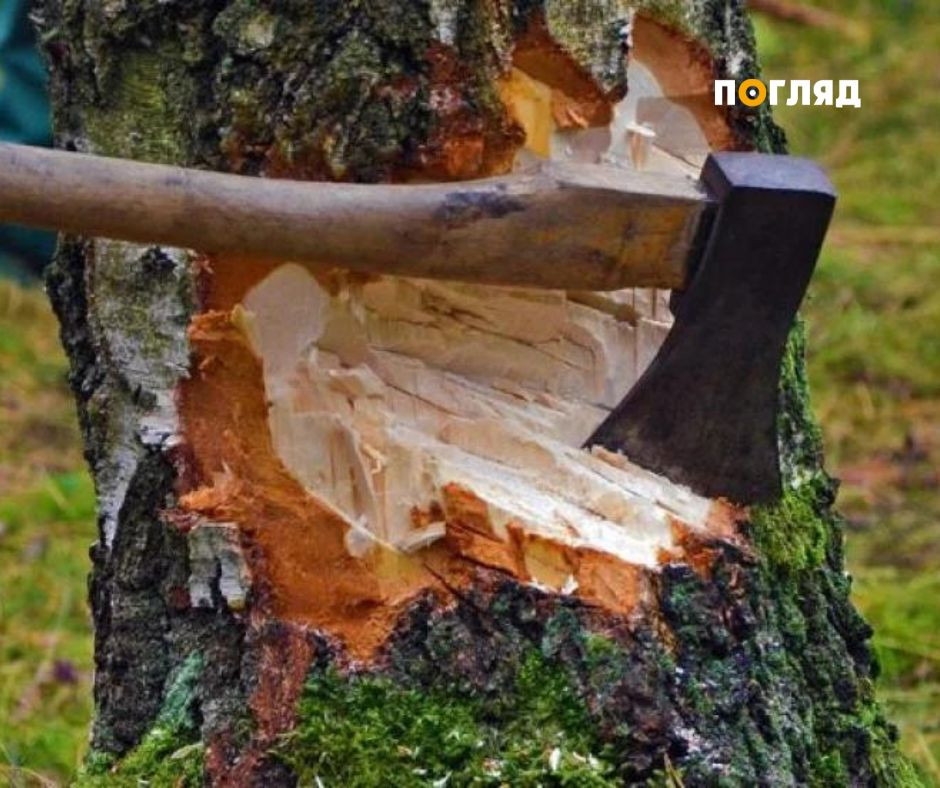 Вирубав дерев на понад 500 тис. грн: прокуратура притягнула до відповідальності лісокористувача - зображення
